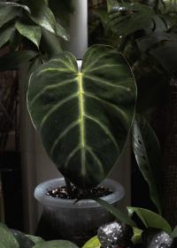 Philodendron Luxurians