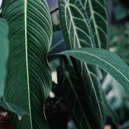 Philodendron Heterocraspedon
