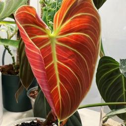 Philodendron EI choco red