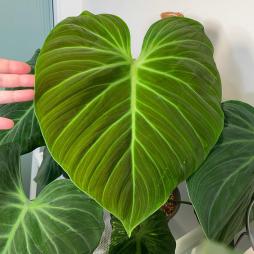 Philodendron EI choco red