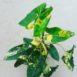 Philodendron Burle Marxii Variegated
