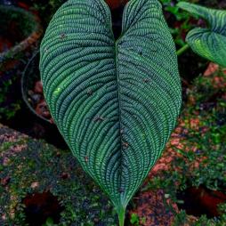 Philodendron Lynnhannoniae