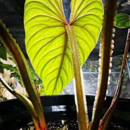 Philodendron Plowmanii