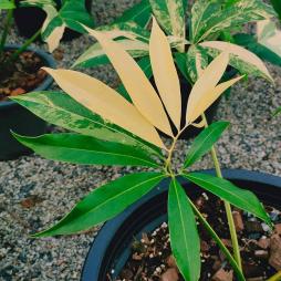 Philodendron Goeldii Variegated
