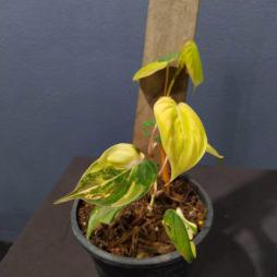 Philodendron Micans Variegated