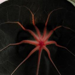 Anthurium Red Spider
