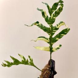 Drynaria Quercifolia Variegated