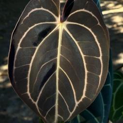 Anthurium Carlablackiae