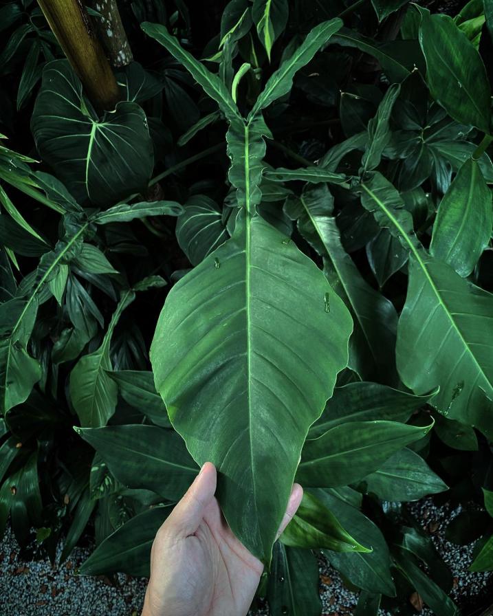 Philodendron Joepii | PLNT Philodendron Joepii | PLNT