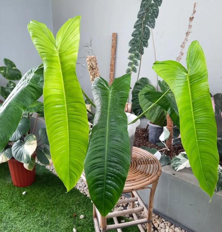 Philodendron Sharoniae