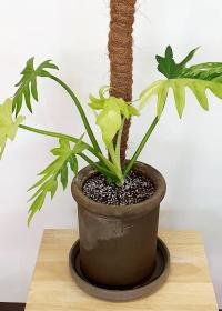 Philodendron Radiatum Variegated