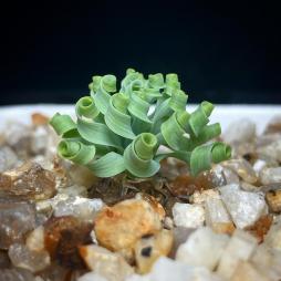 albu caconcordiana
