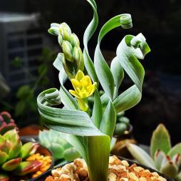 albu caconcordiana