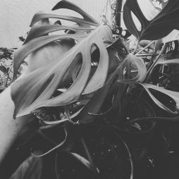 Monstera Burle Marx Flame