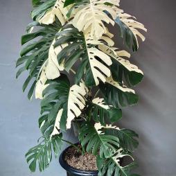 mastera variegated