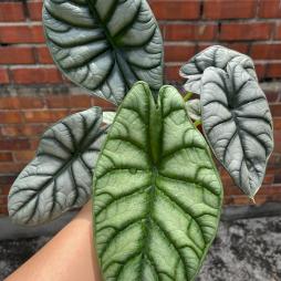 Alocasia Sliver Dragon