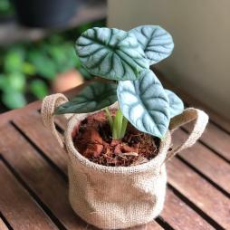 Alocasia Sliver Dragon