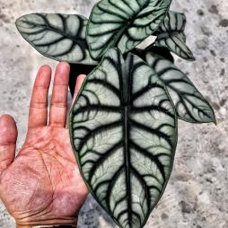 Alocasia Sliver Dragon