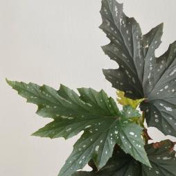 Begonia Sophie Cecile