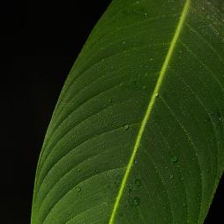Philodendron Heterocraspedon