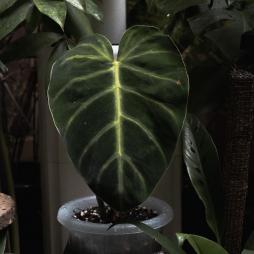 Philodendron Luxurians