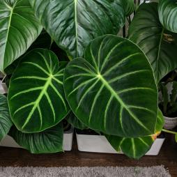 Philodendron Luxurians