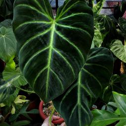 Philodendron Luxurians