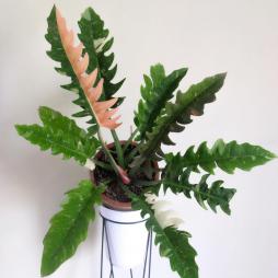 Philodendron Ring of Fire