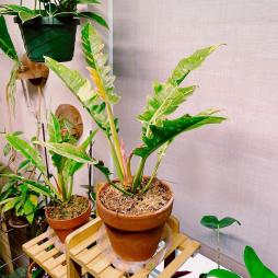 Philodendron Ring of Fire