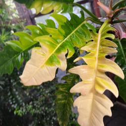 Philodendron Ring of Fire