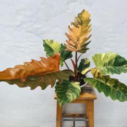 Philodendron caramel Marble