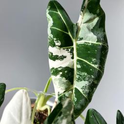 Alocasia Frydek Variegata