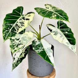 Alocasia Frydek Variegata