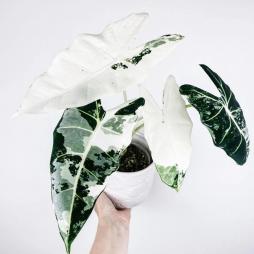 Alocasia Frydek Variegata