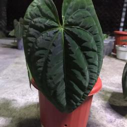 Anthurium Dark Phoenix