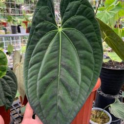 Anthurium Dark Phoenix