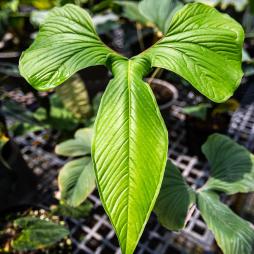 Anthurium Draconopterum