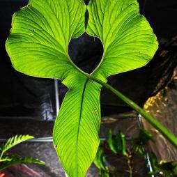 Anthurium Draconopterum