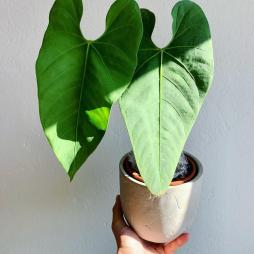 Anthurium Marmoratum