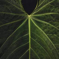 Anthurium Marmoratum