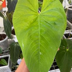 Anthurium Marmoratum