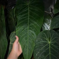 Anthurium Marmoratum