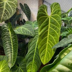 Anthurium Metallicum