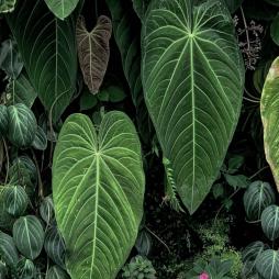 Anthurium Metallicum