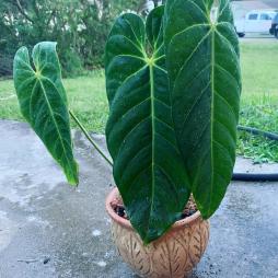 Anthurium Metallicum