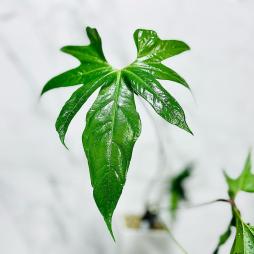 Anthurium Pedatum