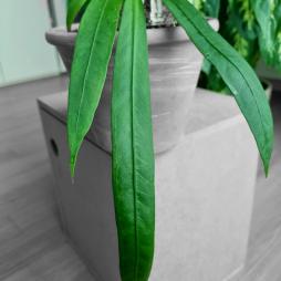 Anthurium Vittarifolium