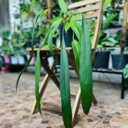 Anthurium Vittarifolium
