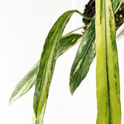 Anthurium Vittarifolium