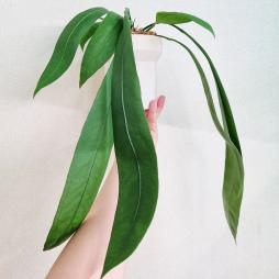 Anthurium Vittarifolium